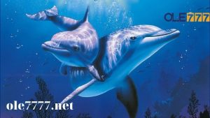 Đánh số gì chắc ăn lúc mơ thấy cá heo