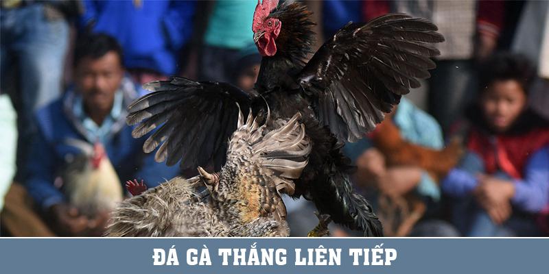 Đá Gà Thắng Liên Tiếp Thưởng Hấp Dẫn Năm 2024